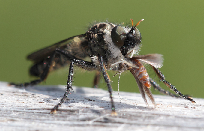 Asilidae da id